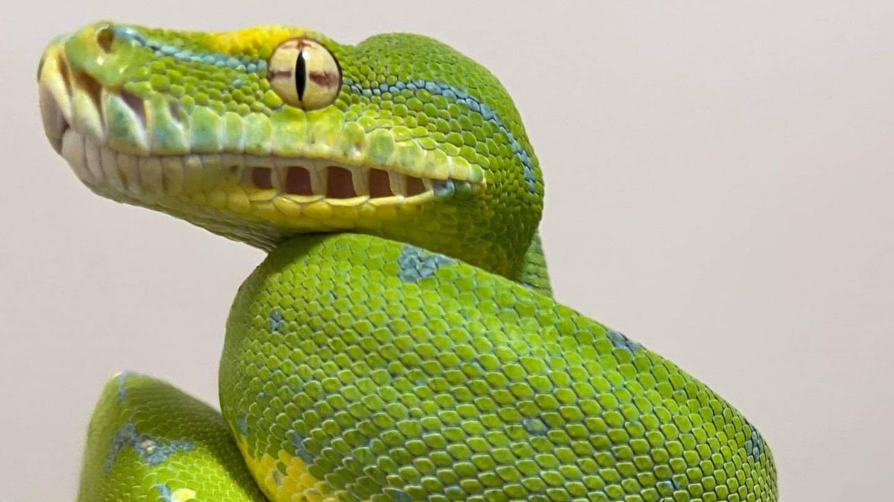 snake with green eyes