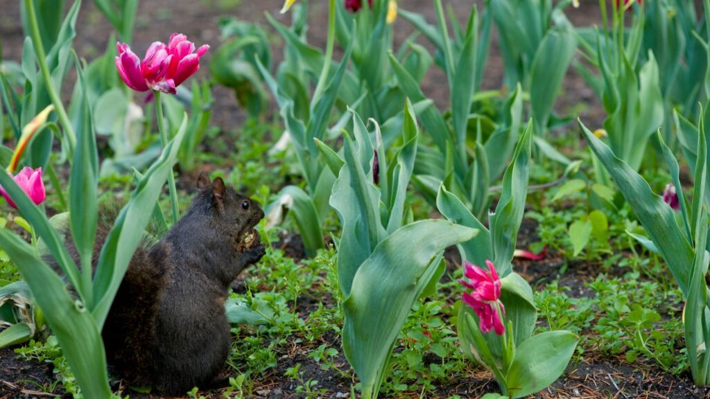 Do Squirrels Eat Tulip Bulbs? The Cheeky Rodent's Floral Feast Exposed