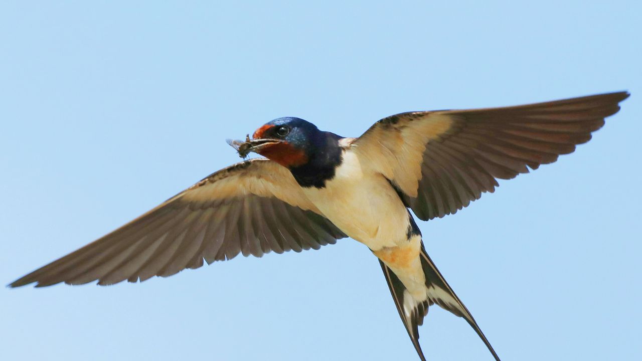 Swallow