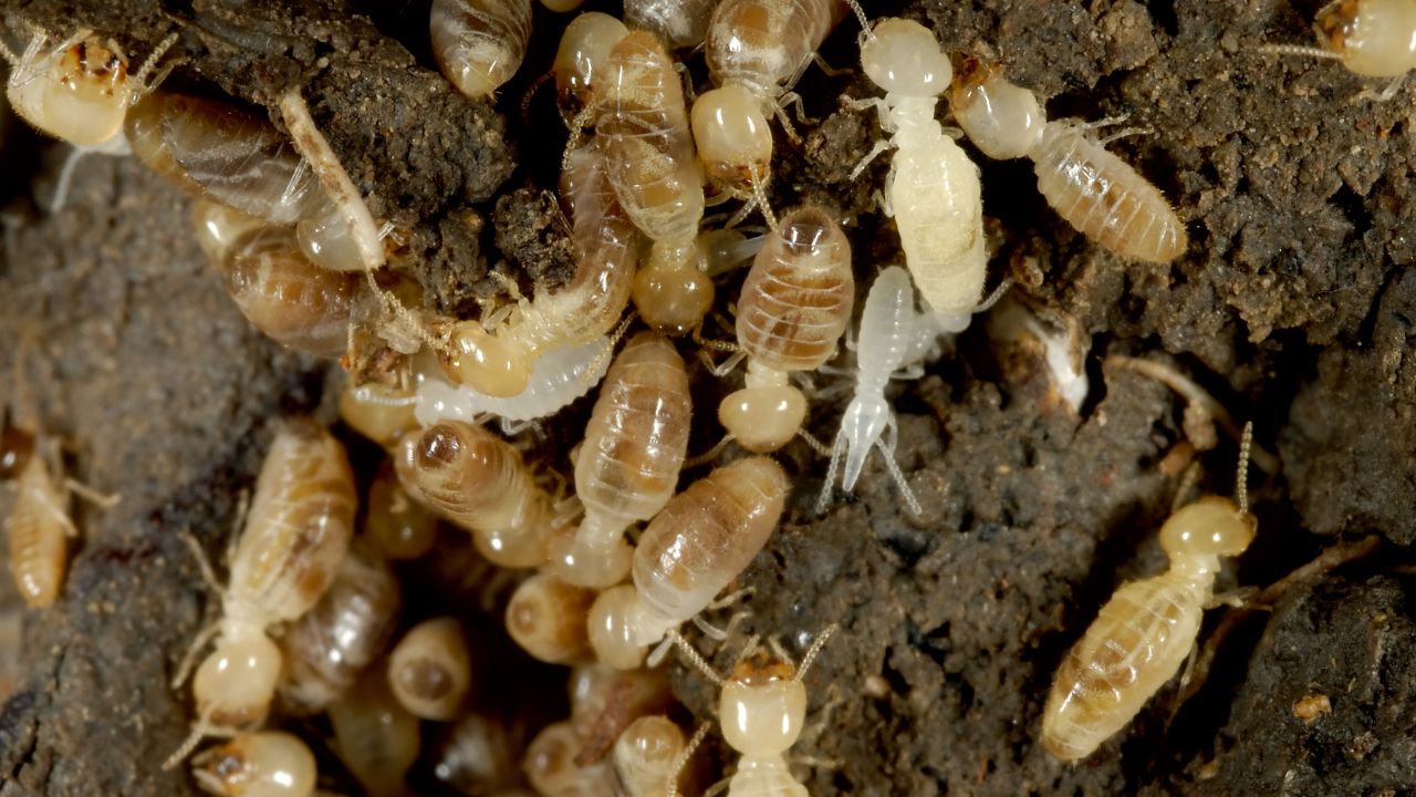 termites