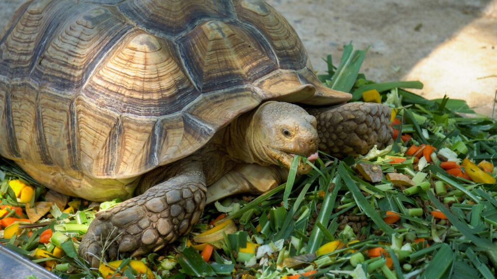 tortoise eating