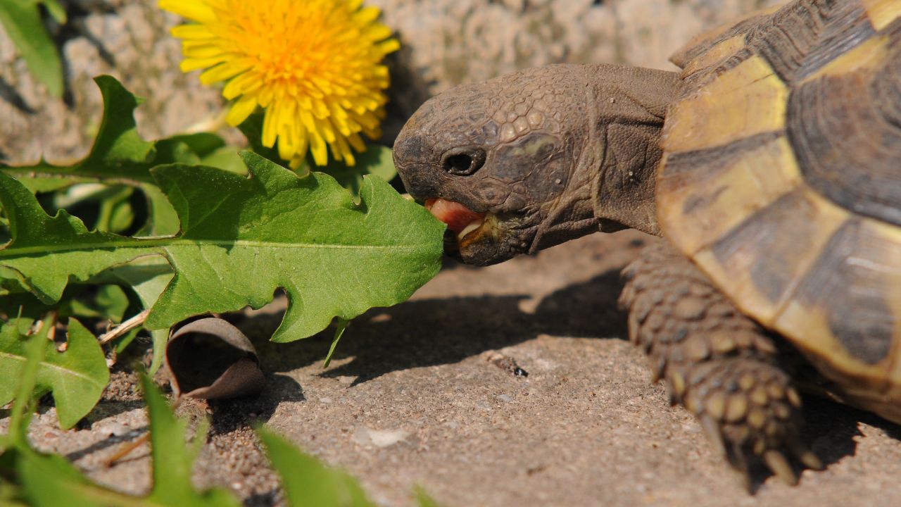 tortoise eating dandelion