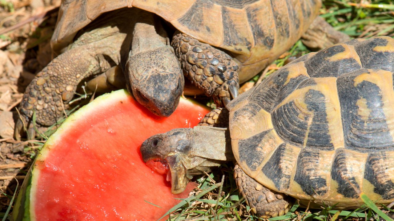 tortoise eating fruit