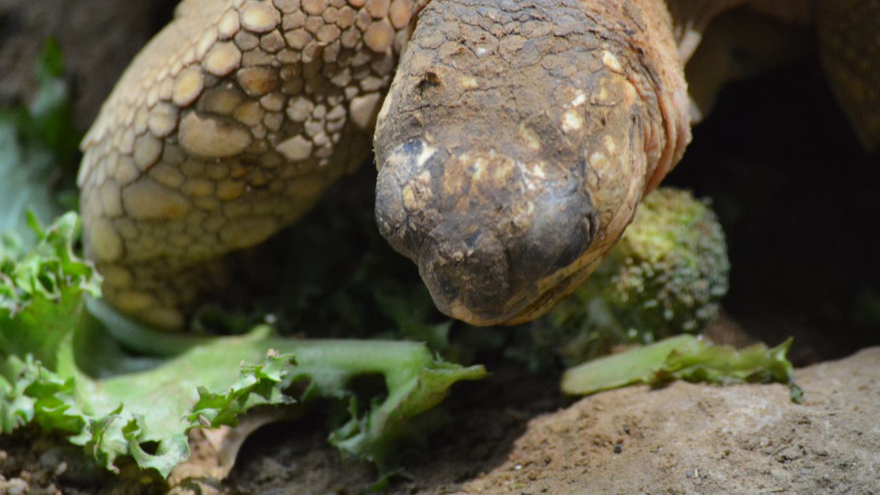 tortoise eating greens