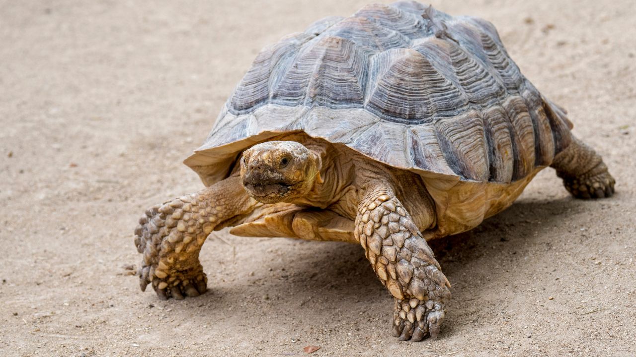 tortoise