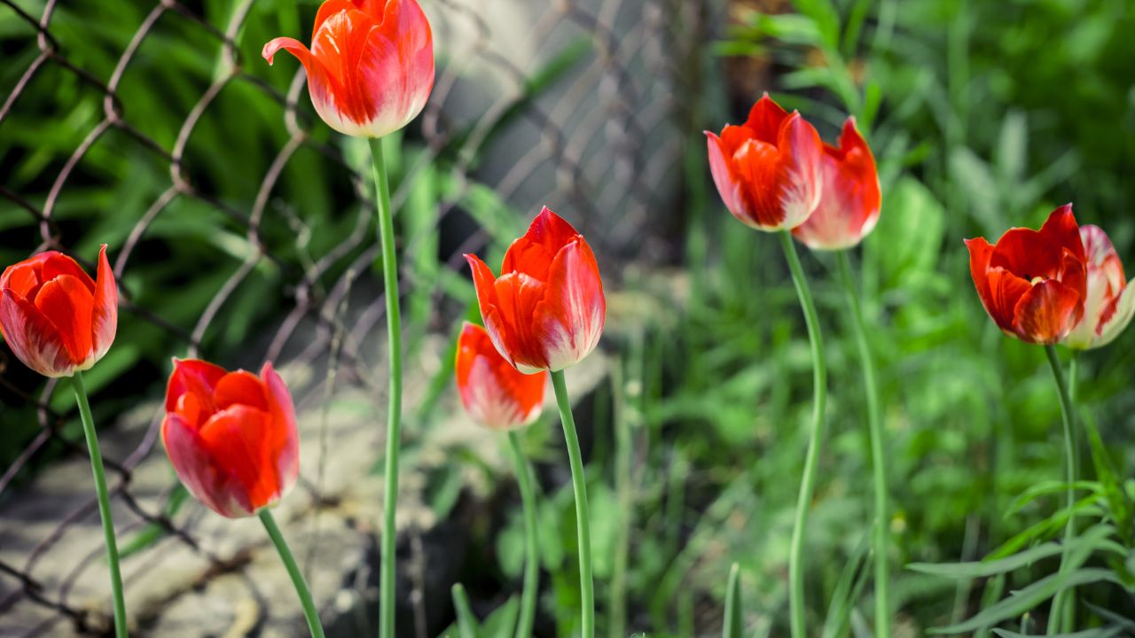 tulips with fencing to protect