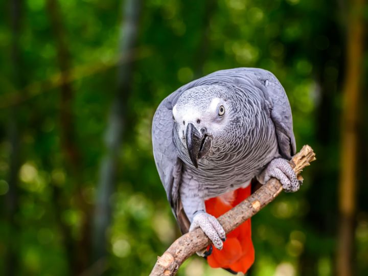 African Grey Parrot