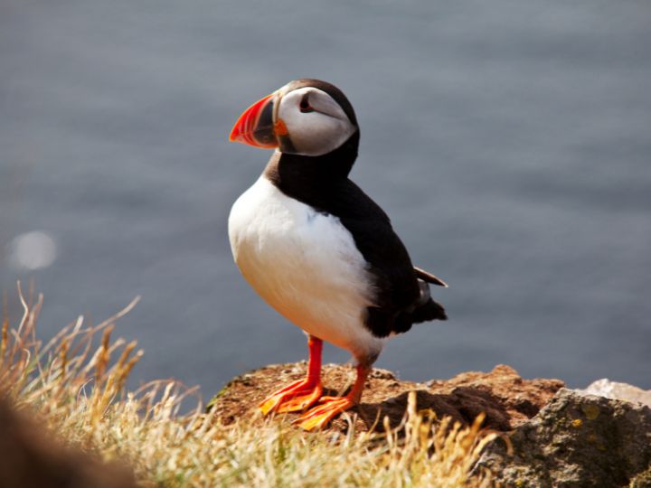 Atlantic Puffin