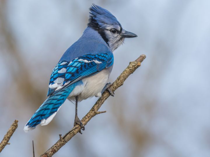 Blue Jay