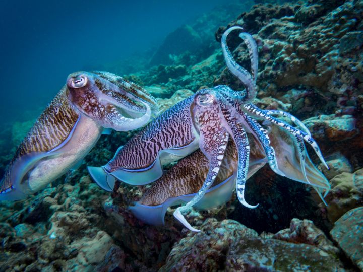 Cephalopods