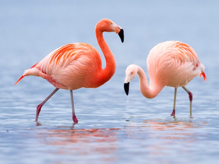 Flamingo