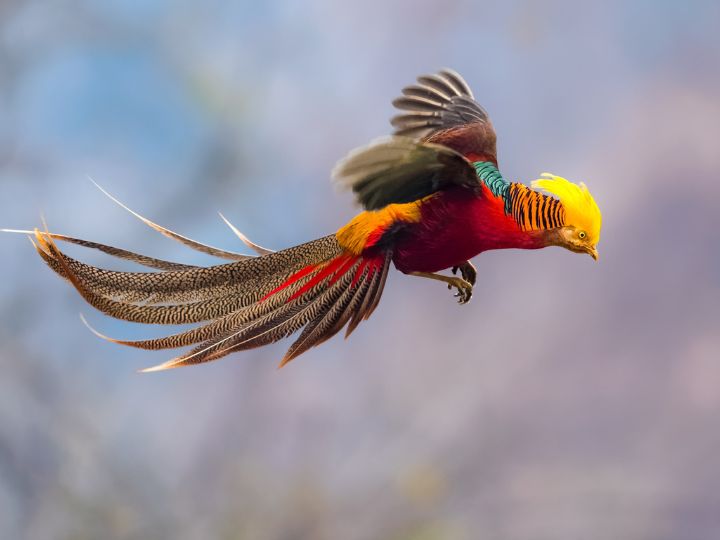 Golden Pheasant