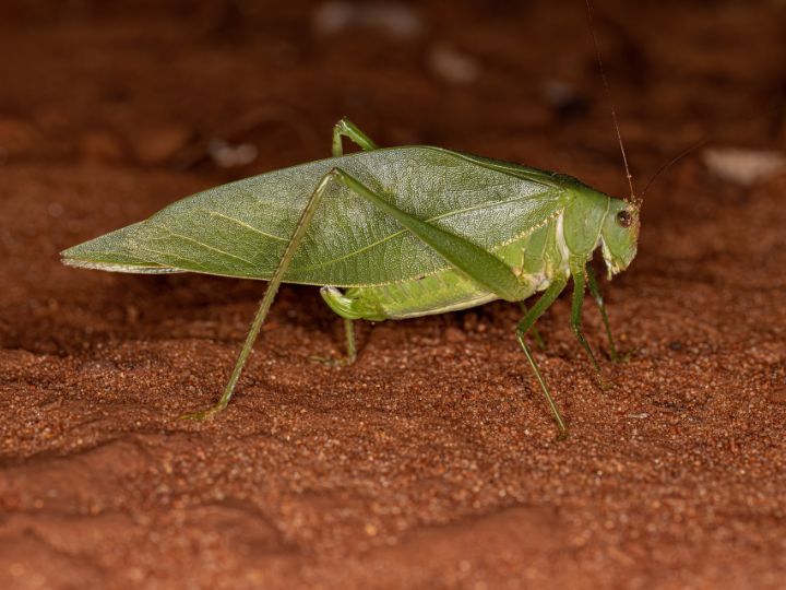 Katydid