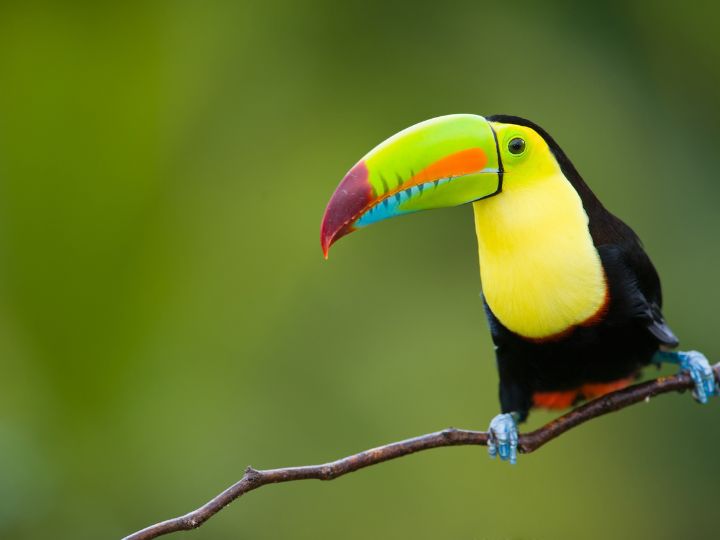 Keel-billed Toucan