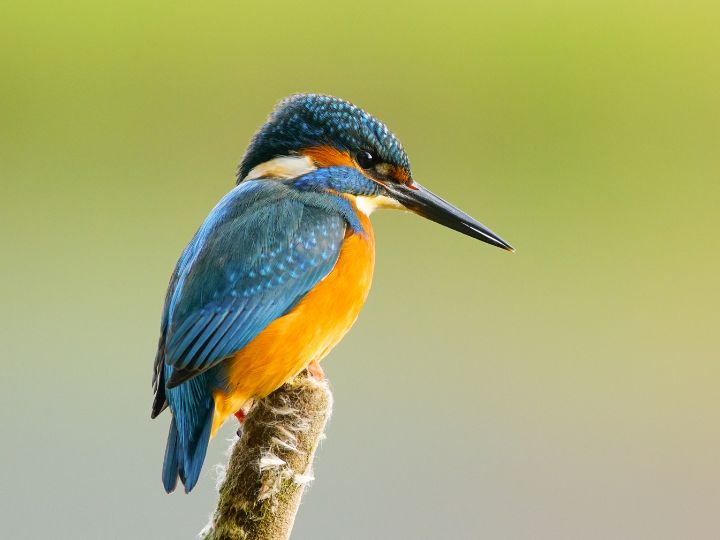 Kingfisher