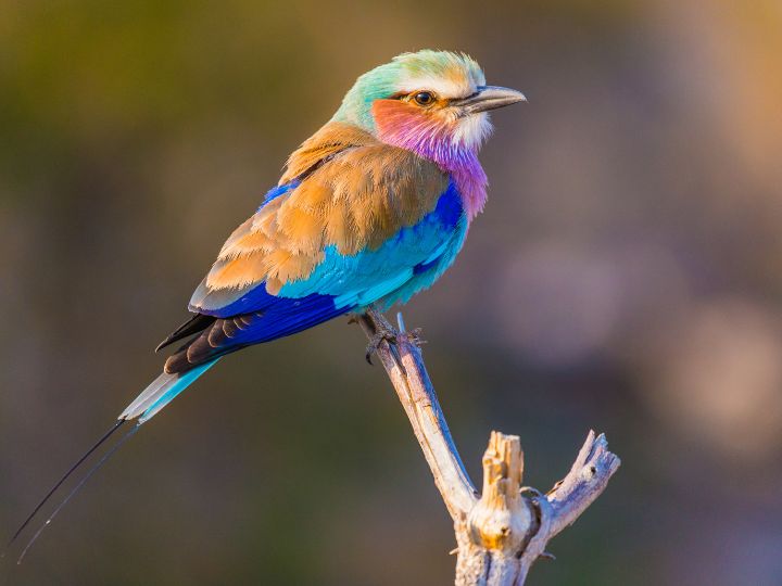 Lilac-breasted Roller