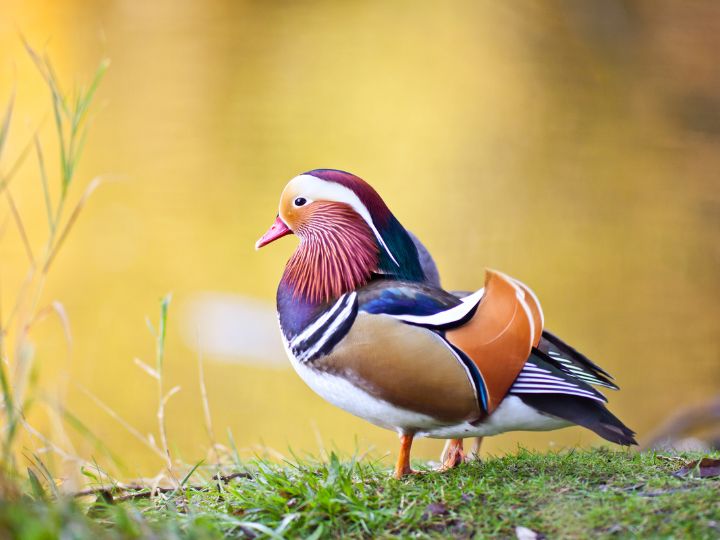 Mandarin Duck