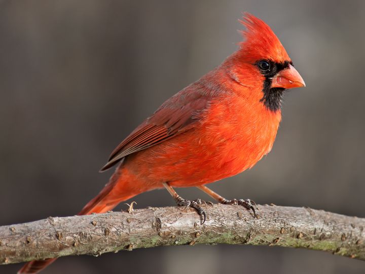 Northern Cardinal