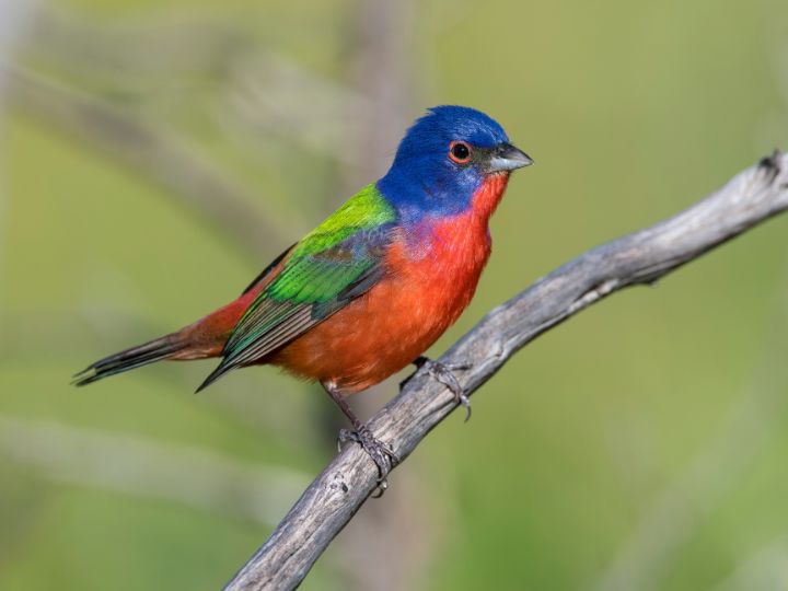 Painted Bunting