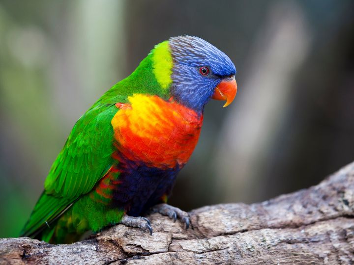 Rainbow Lorikeet