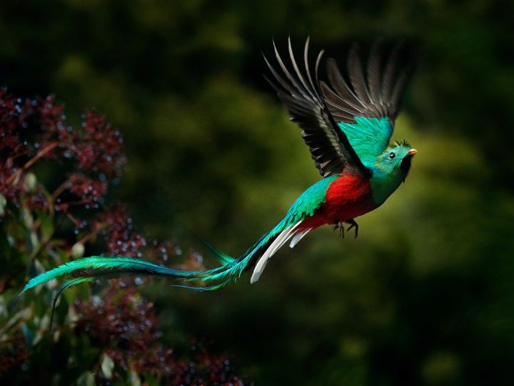 Resplendent Quetzal