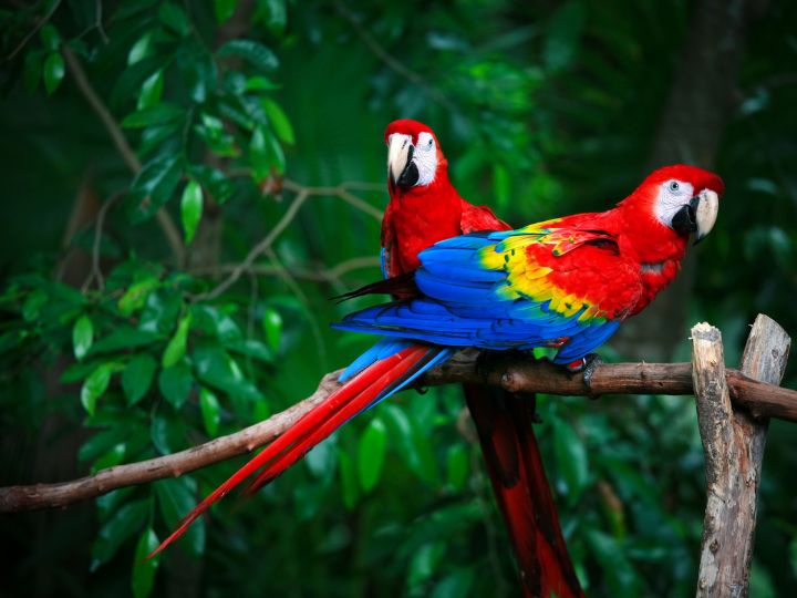 Scarlet Macaw