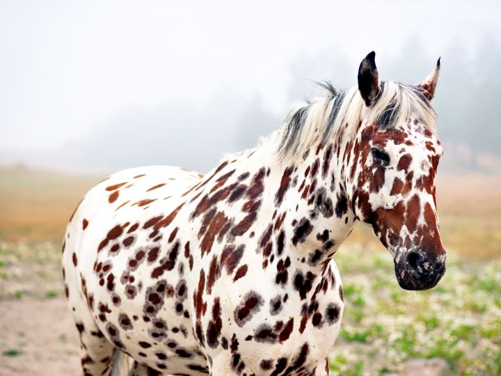 Spotty Horse