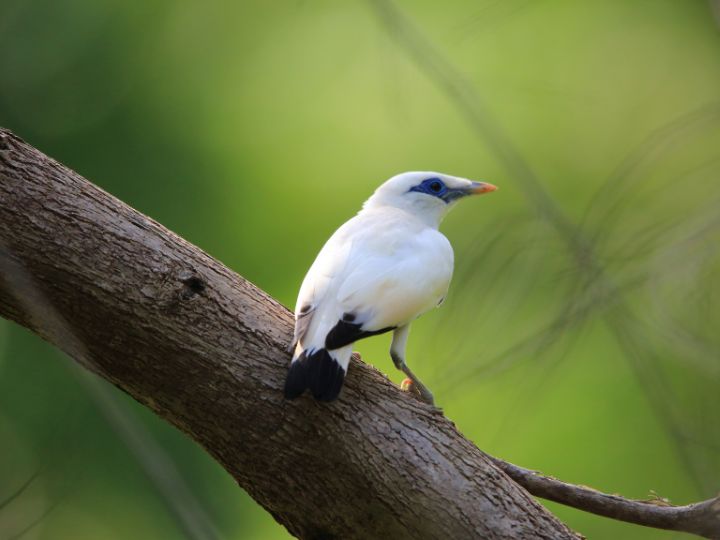 Bali Myna