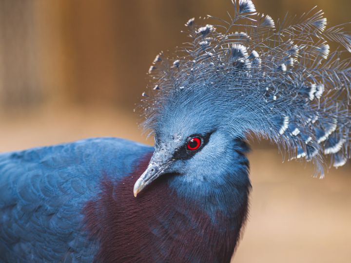 Victoria Crowned Pigeon