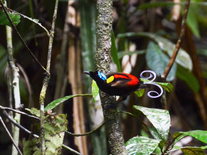 Wilson's Bird of Paradise