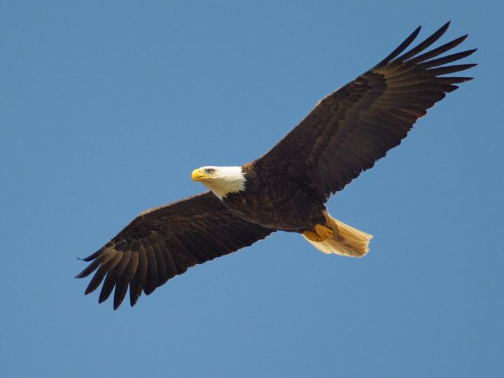 eagle in flight