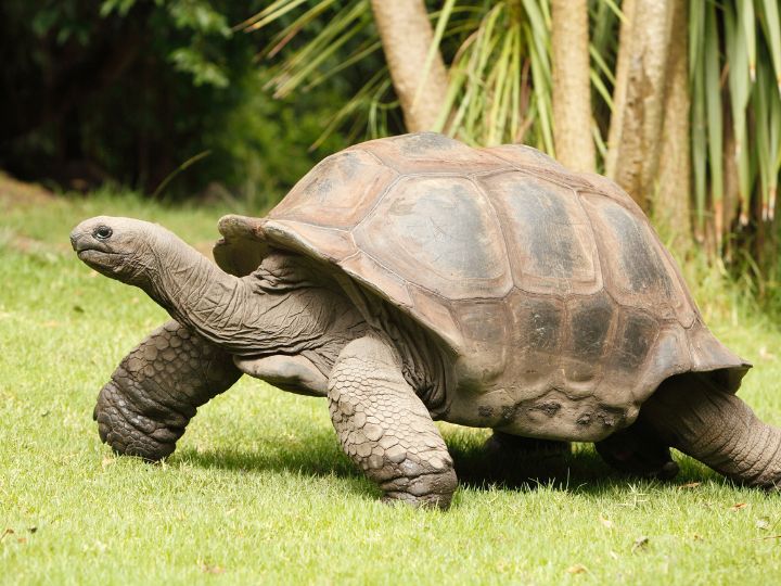 giant tortoise