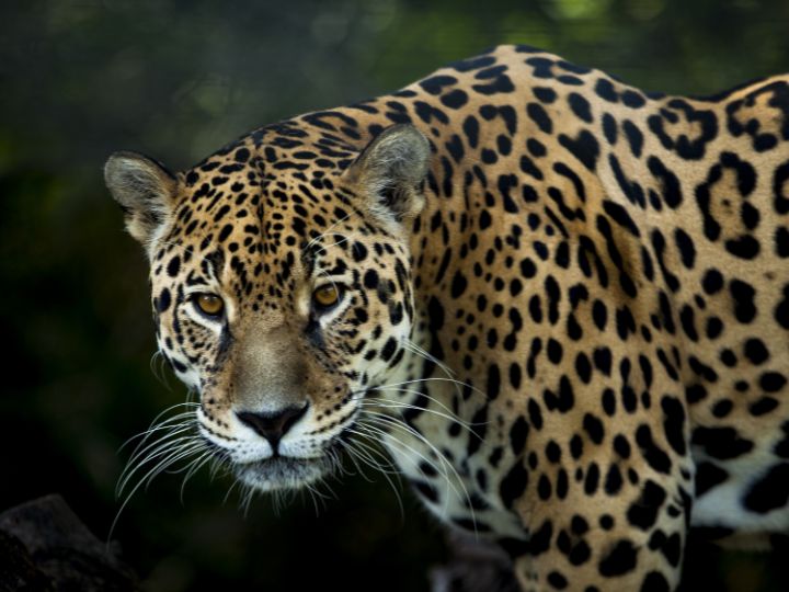 jaguar