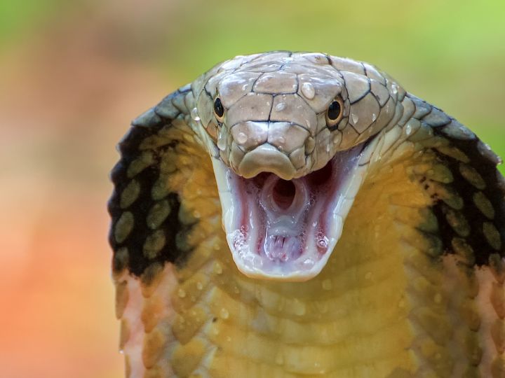 king cobra close up