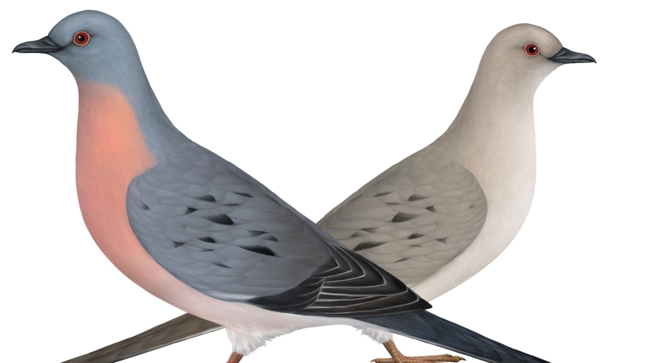 passenger pigeon