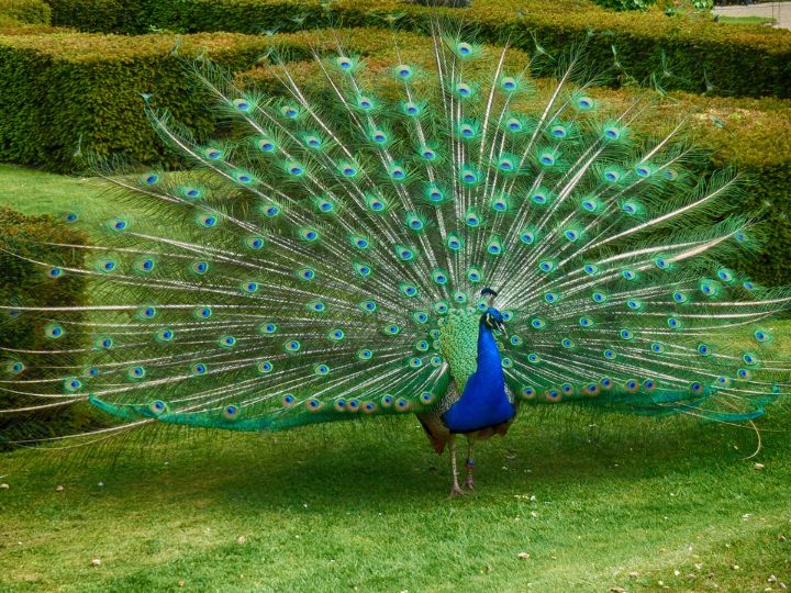 peacock