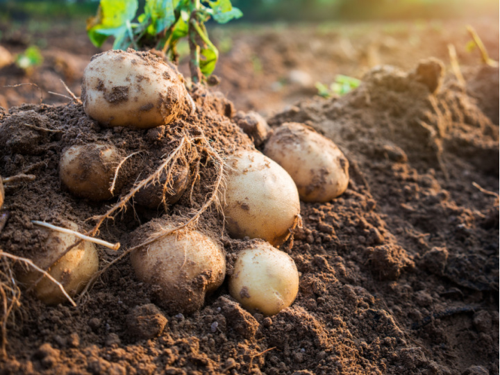 potatoes on top of soil