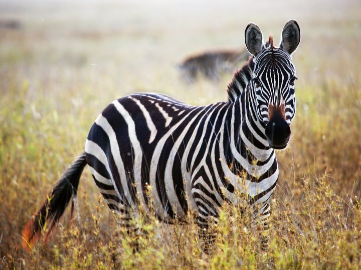 zebra