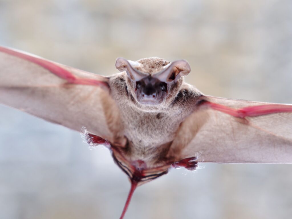 bat