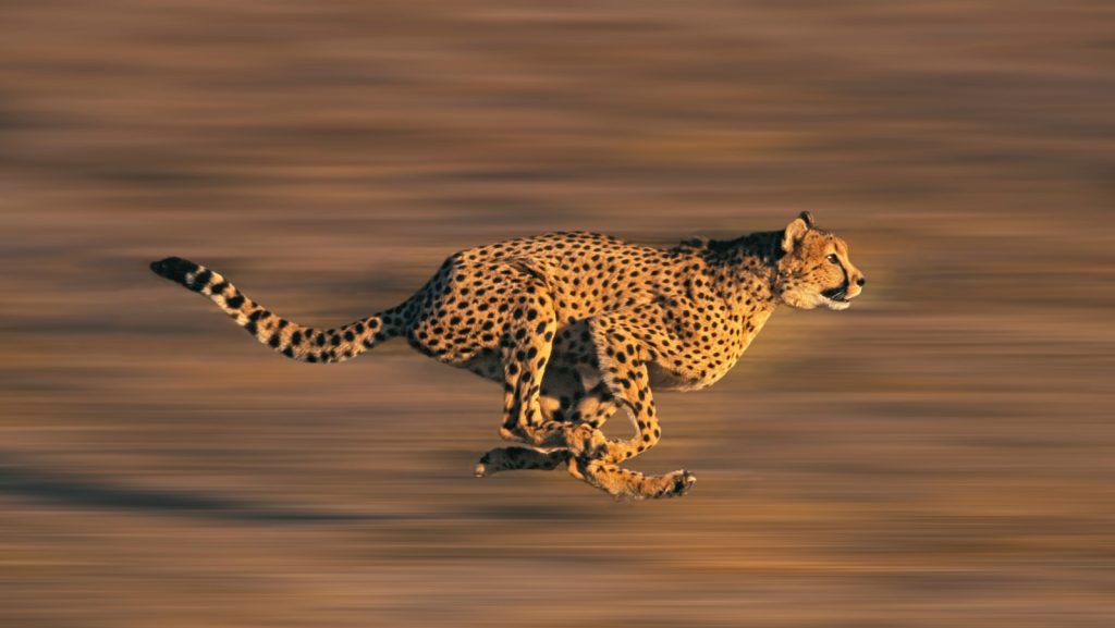 Cheetah