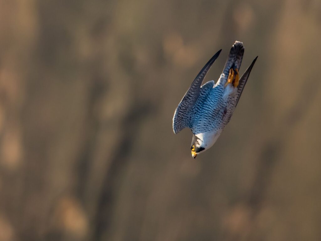 Peregrine-Falcon