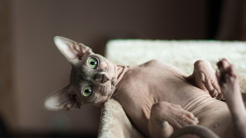 15 Unusual Cat Breeds That Purr with Personality