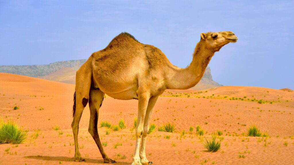 camel