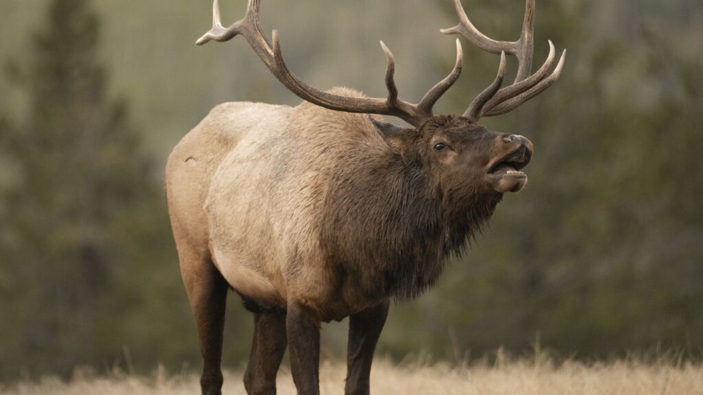 Elk