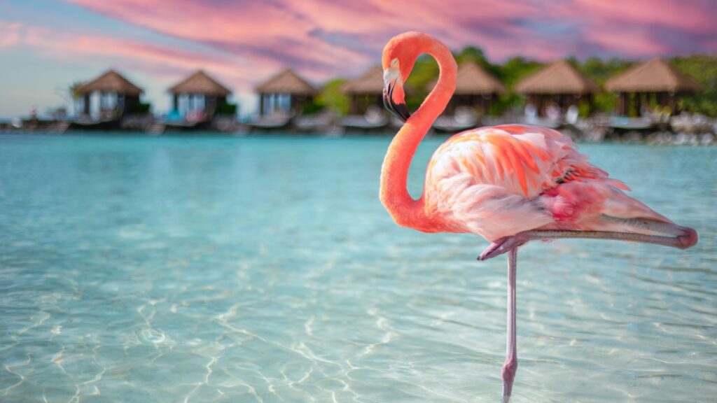 flamingo