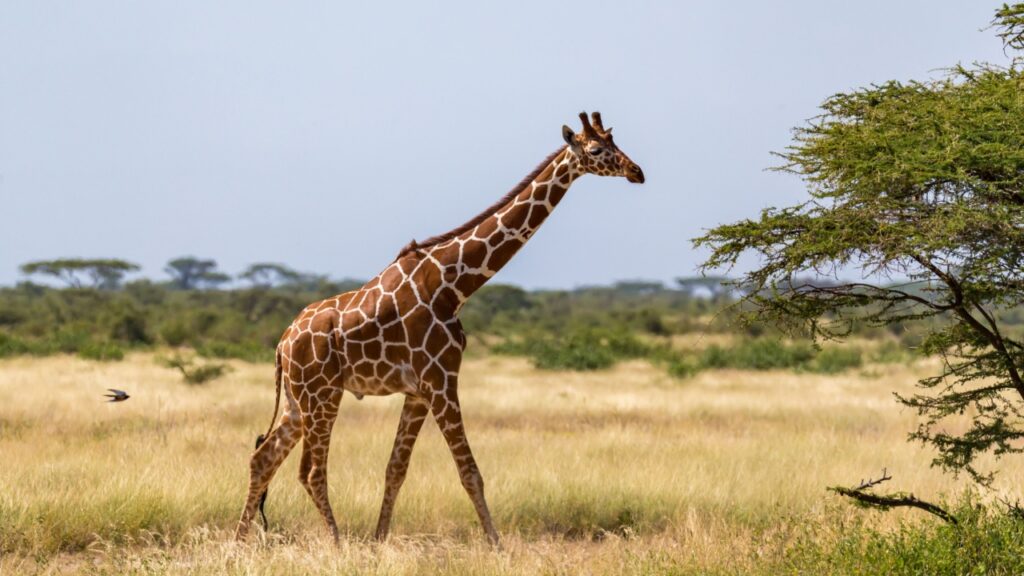 giraffe