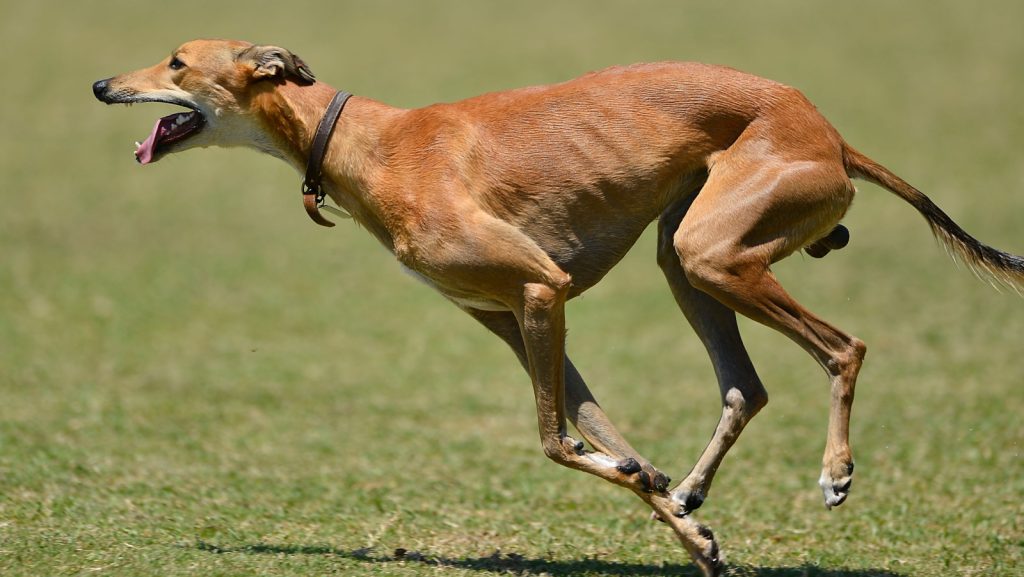 Greyhound | 12 Predators That Use Speed to Overwhelm Their Prey