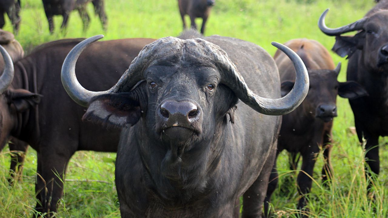 Cape Buffalo