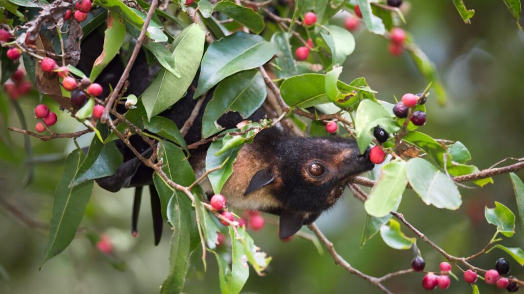 18 Reasons to Love Bats - The Nighttime Flyers - Outlandish Owl