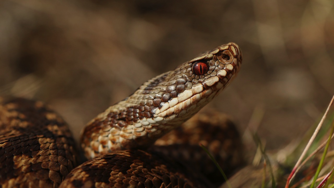 Adders